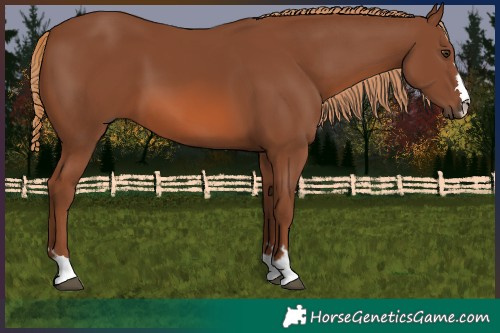 Horse Color:Chestnut 