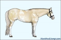 Horse Color:Silver Grullo Pearl Sabino