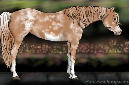 Horse Color:White Spotted Chestnut Sabino Frame