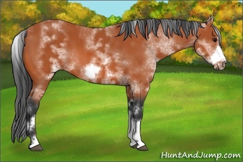 Horse Color:White Spotted Bay Sabino Frame