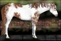 Horse Color:White Spotted Chestnut Sabino Frame 