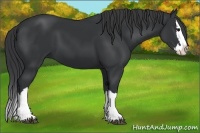 Horse Color:Black Splash