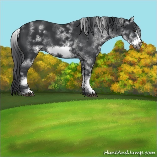 Horse Color:White Spotted Black Sabino Frame 