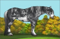 Horse Color:White Spotted Black Sabino Frame 
