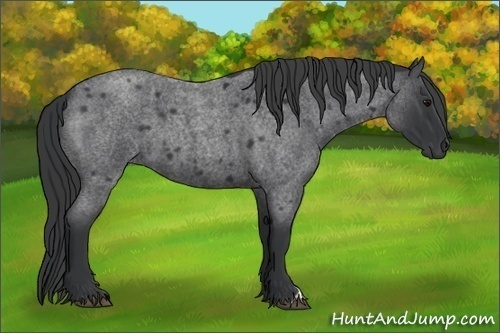 Horse Color:Blue Roan 