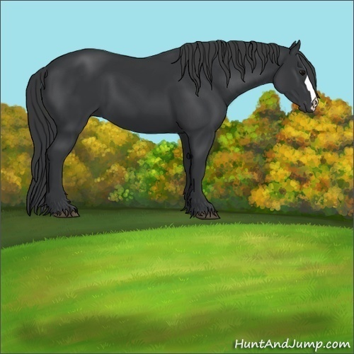 Horse Color:Black 