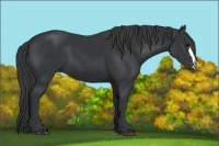 Horse Color:Black 