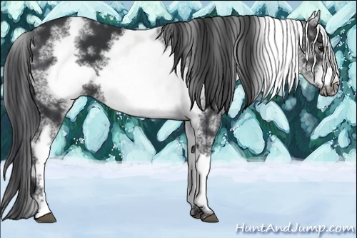 Horse Color:White Spotted Black Sabino Frame 