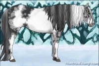 Horse Color:White Spotted Black Sabino Frame 