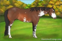 Horse Color:Bay Sabino 