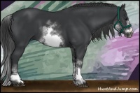 Horse Color:White Spotted Black Sabino Frame