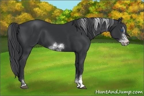 Horse Color:Black Sabino Frame Rabicano 