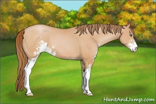 Horse Color:Bay Pearl Sabino 