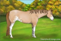 Horse Color:Bay Pearl Sabino