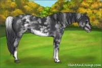 Horse Color:White Spotted Black Sabino Frame 