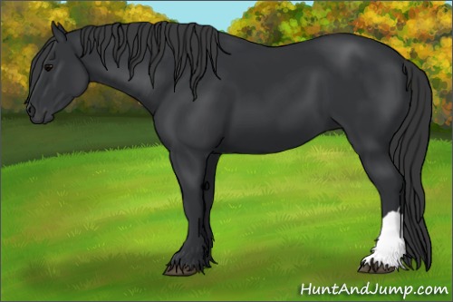 Horse Color:Black 