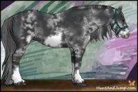 Horse Color:White Spotted Black Sabino Frame