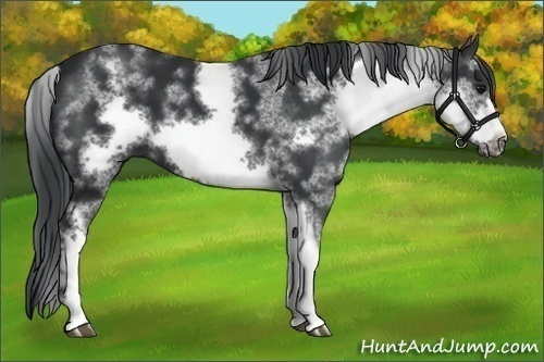 Horse Color:White Spotted Black Sabino Frame