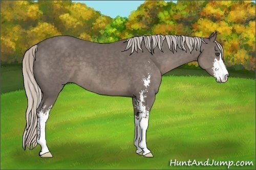 Horse Color:Silver Black Sabino Frame 