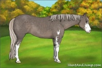 Horse Color:Silver Black Sabino Frame