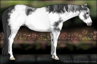Horse Color:White Spotted Black Sabino Frame 