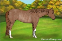 Horse Color:Chestnut Rabicano