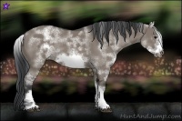 Horse Color:White Spotted Grullo Sabino Frame 
