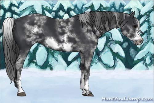 Horse Color:White Spotted Black Sabino Frame