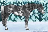 Horse Color:White Spotted Black Sabino Frame