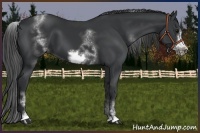 Horse Color:White Spotted Black Sabino Frame