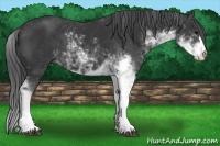Horse Color:Black Sabino