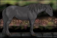 Horse Color:Smoky Black 