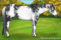Horse Color:White Spotted Black Sabino Frame