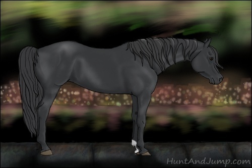 Horse Color:Black 