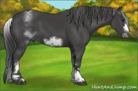 Horse Color:White Spotted Smoky Black Sabino Frame