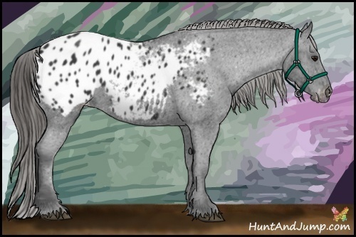 Horse Color:Black Appaloosa