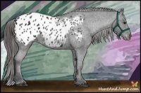 Horse Color:Black Appaloosa 