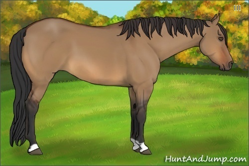 Horse Color:Bay Dun 