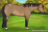 Horse Color:Bay Dun