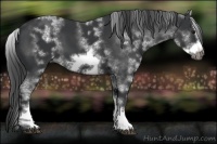 Horse Color:White Spotted Black Sabino Frame 