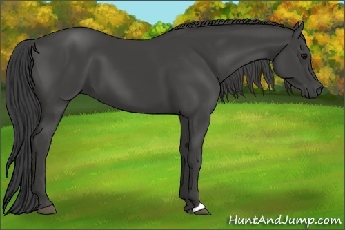 Horse Color:Smoky Black 