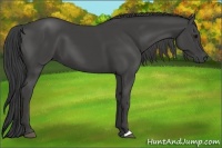 Horse Color:Smoky Black 