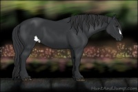Horse Color:Black 