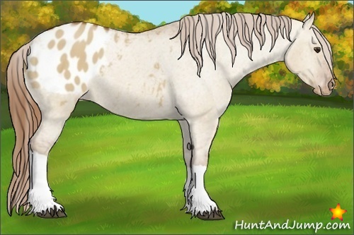 Horse Color:Red Dun Appaloosa 