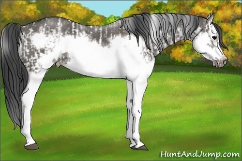 Horse Color:Grullo Sabino Splash  and Grullo Sabino Splash Frame 