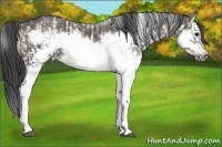 Horse Color:Grullo Sabino Splash  and Grullo Sabino Splash Frame 