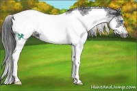 Horse Color:White Spotted Black Splash Tobiano Frame Appaloosa