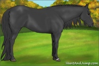 Horse Color:Smoky Black