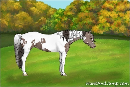 Horse Color:Bay Tobiano Appaloosa