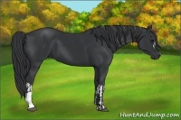 Horse Color:Black and Black